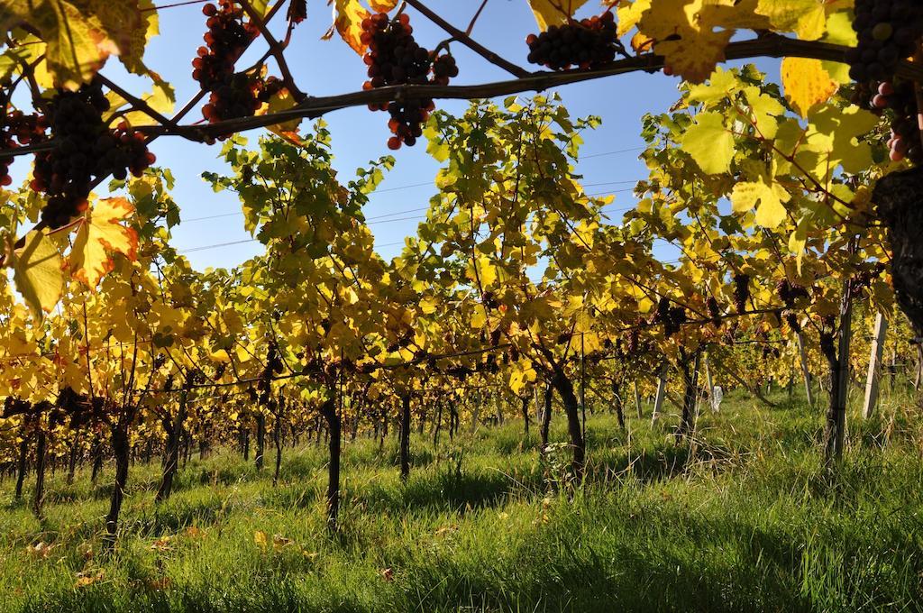 Weingut Koegl Panzió Ratsch an der Weinstraße Kültér fotó